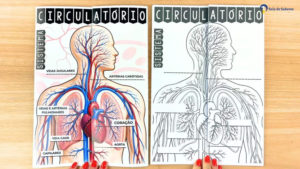 Imagem 2 de Lapbook do Sistema Circulatório Colorido e para Colorir
