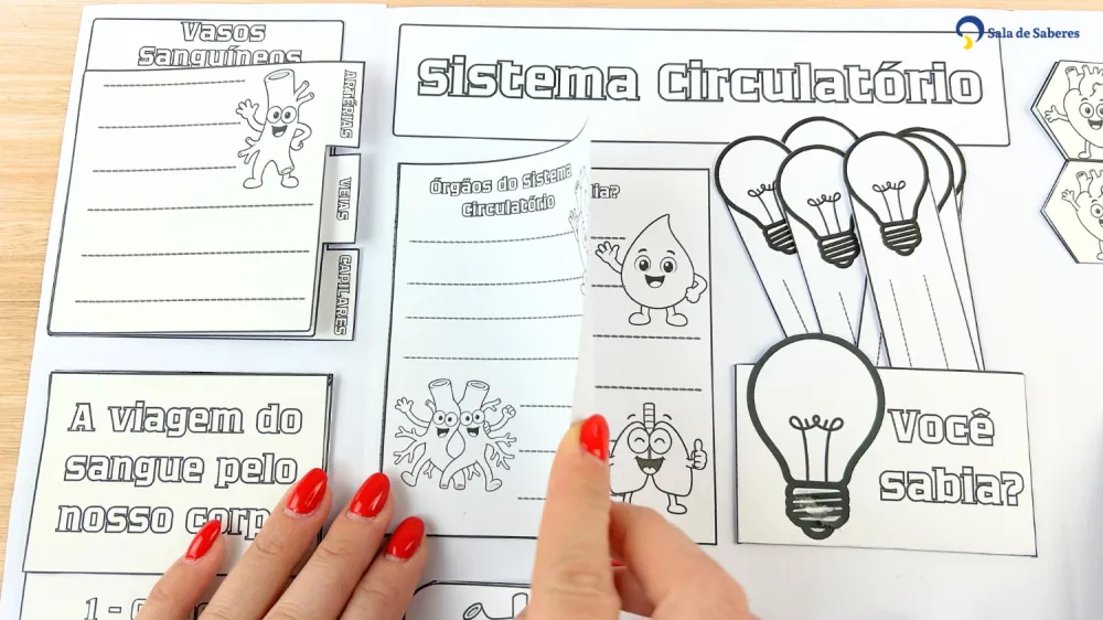 Imagem 15 de Lapbook do Sistema Circulatório Colorido e para Colorir