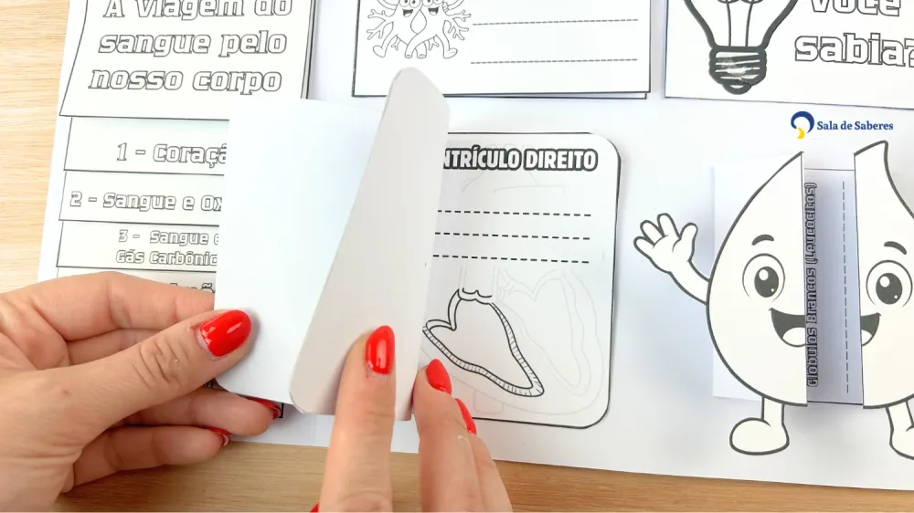 Imagem 22 de Lapbook do Sistema Circulatório Colorido e para Colorir