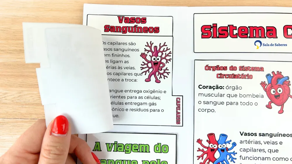 Imagem 7 de Lapbook do Sistema Circulatório Colorido e para Colorir