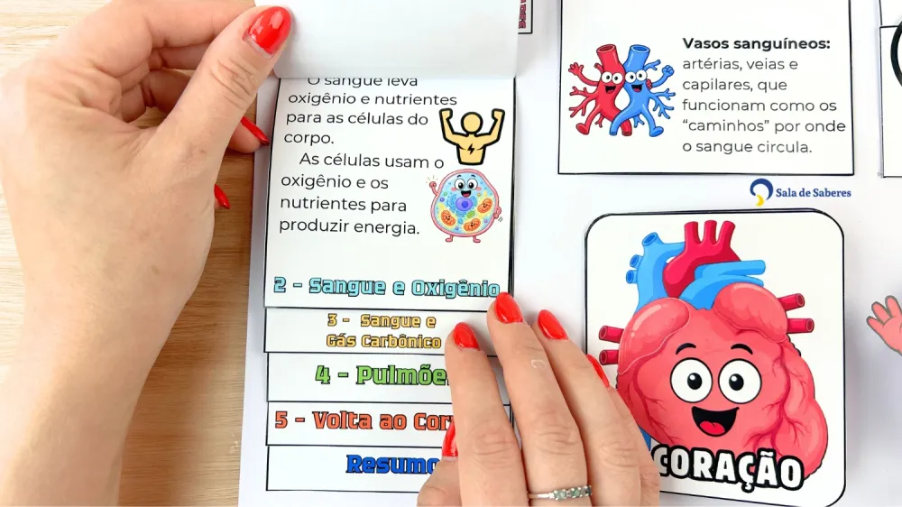 Imagem 10 de Lapbook do Sistema Circulatório Colorido e para Colorir