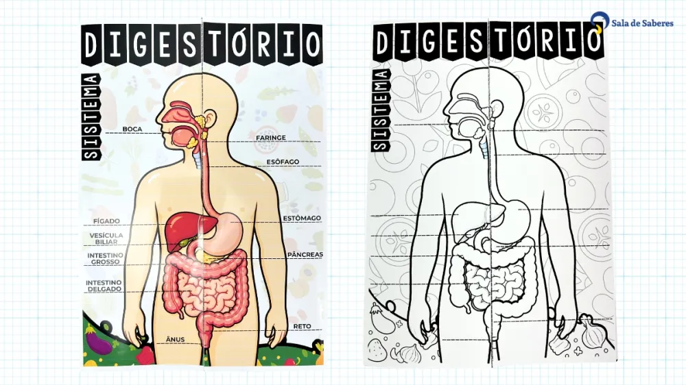 Lapbook Sistema Digestório