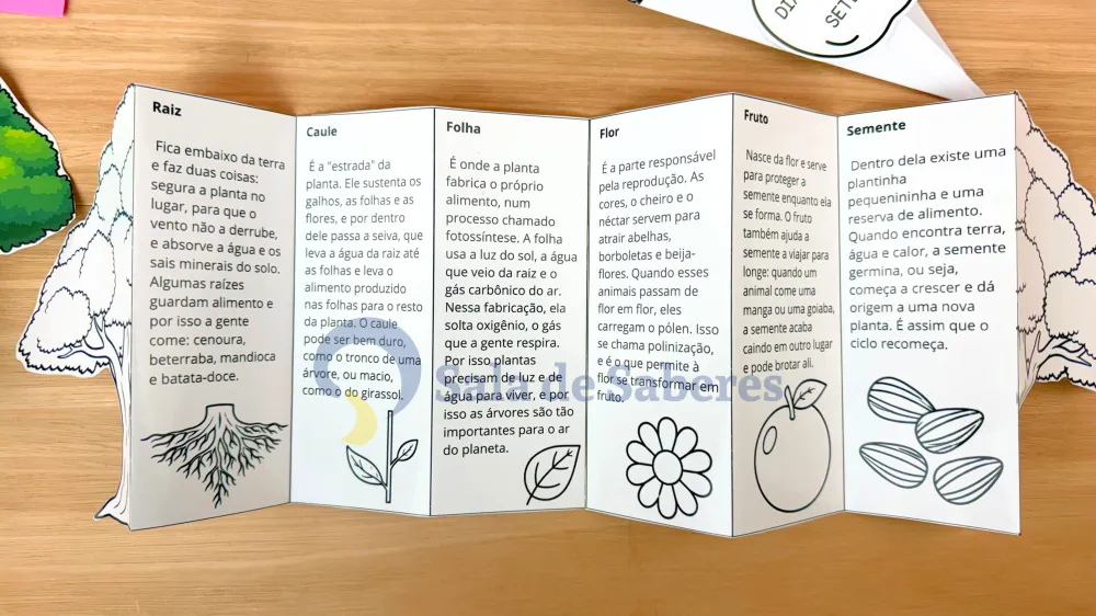 Imagem 5 de Partes da Planta + Maquete do Ciclo de Vida da Árvore
